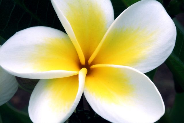 Frangipani